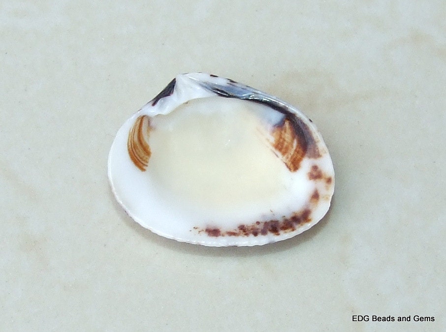 20 Natural Clam Sea Shell, Sea Shell Bead, Seashell, Ark Shell, Ribbed, Dinocardium Robustum, Beach Decor, Ocean Shells - 30mm - 35mm, 22Y - EDGBeadsandGems
