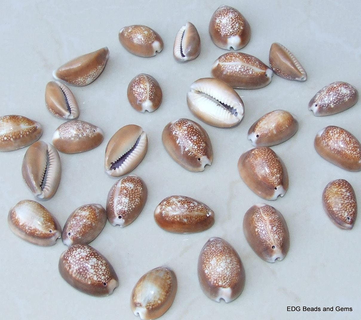 5 Large Cowrie Shell, Natural Sea Shell, Money Shell Bead, Ocean Seashell, Bulk Shell, Beach, Seashell - 25mm to 35mm - 5 Shells - 007