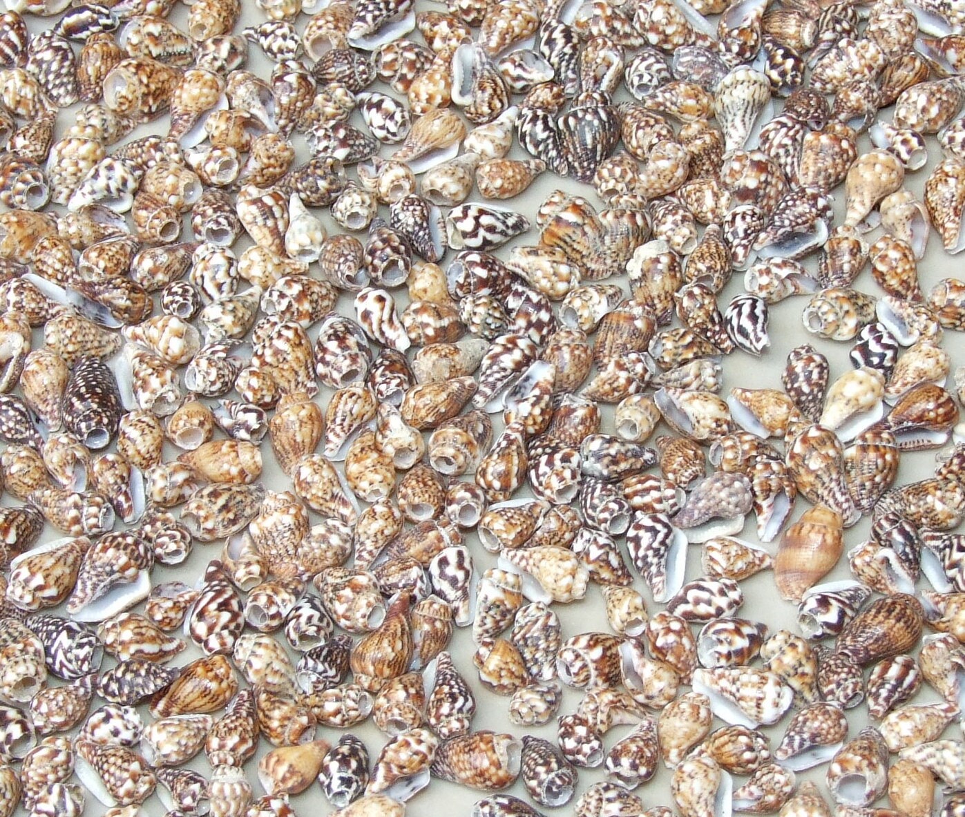 50 Very Tiny Natural Spiral SeaShells, Spiral Shell Beads, Seashell, Center Drilled, Beach Decor, BOHO, Ocean Shell - 8mm - 11mm - S001-04
