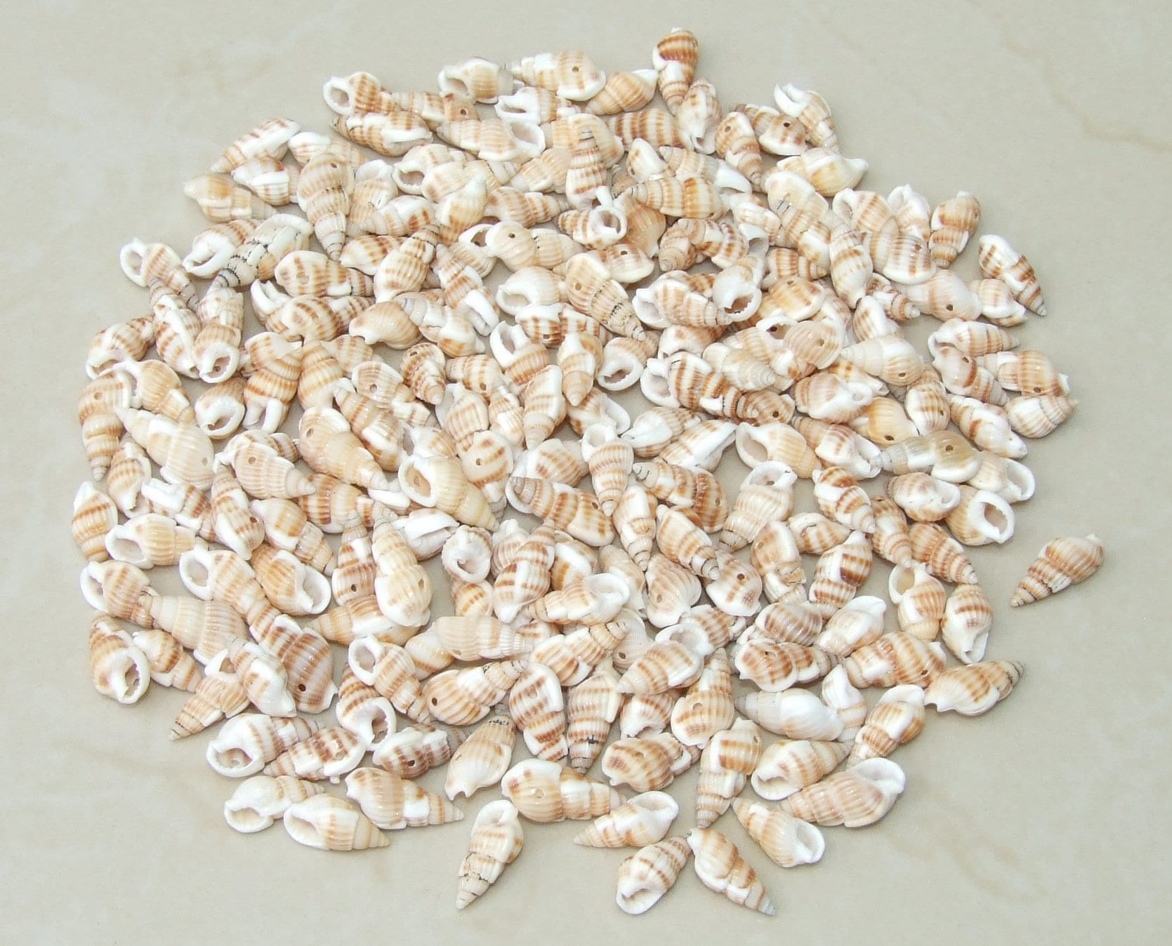 50 Small Natural Spiral Seashell, Spiral Sea Shell Bead, Bulk Shell, Beach Decor, Craft Shells, Seashell Jewelry, 15-20mm, 1mm Hole, 11-04