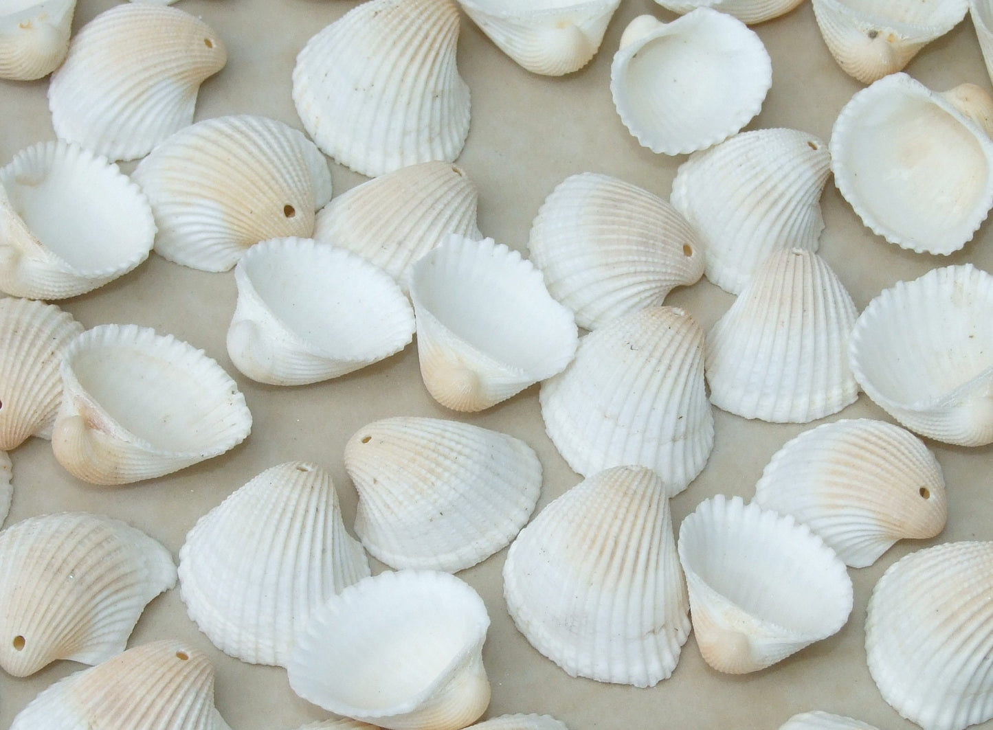 20 Natural Clam Sea Shell, Sea Shell Bead, Seashell, Ark Shell, Ribbed, Dinocardium Robustum, Shell Jewelry, Beach, Ocean, 20 Shells, 51-14