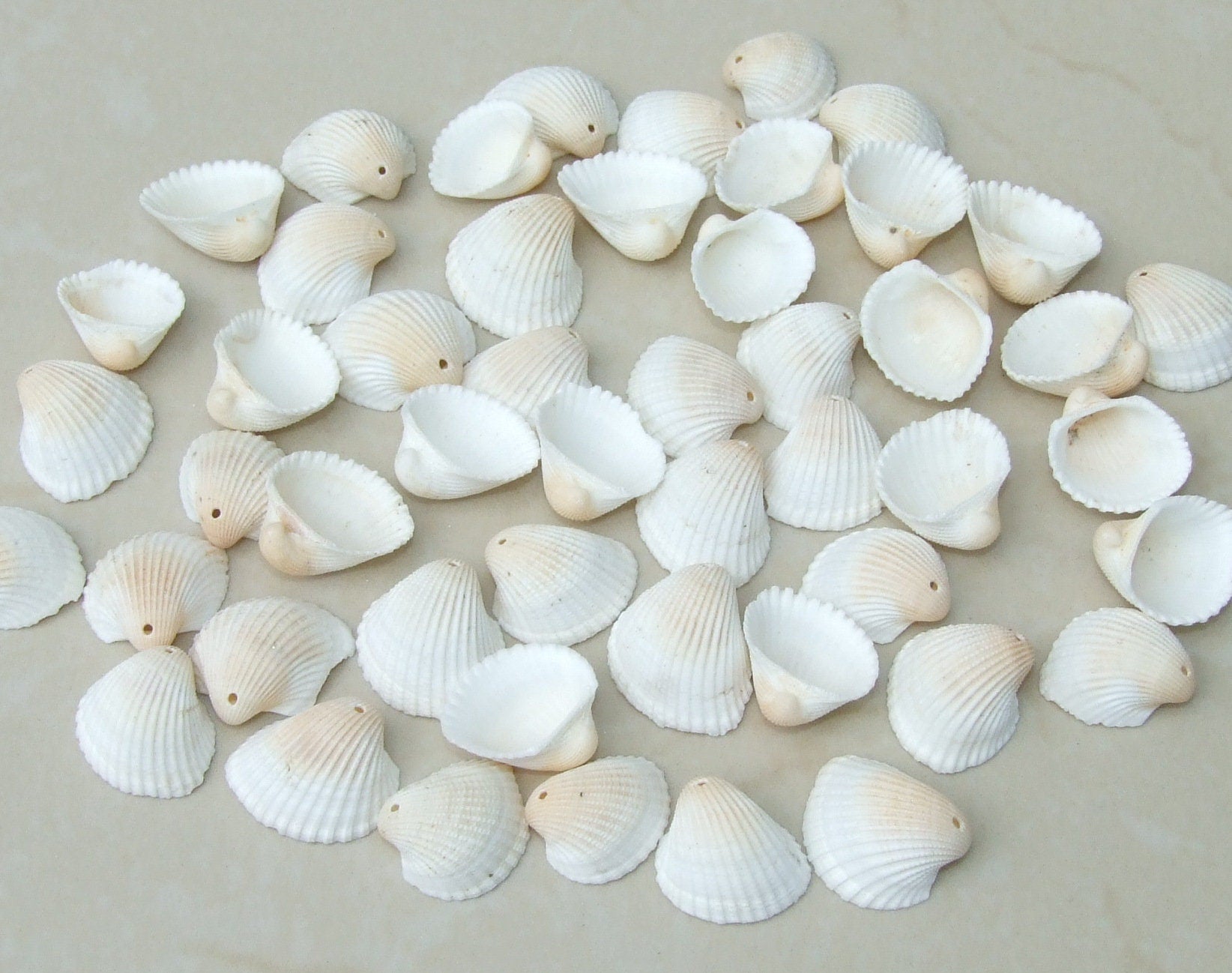 20 Natural Clam Sea Shell, Sea Shell Bead, Seashell, Ark Shell, Ribbed, Dinocardium Robustum, Shell Jewelry, Beach, Ocean, 20 Shells, 51-14