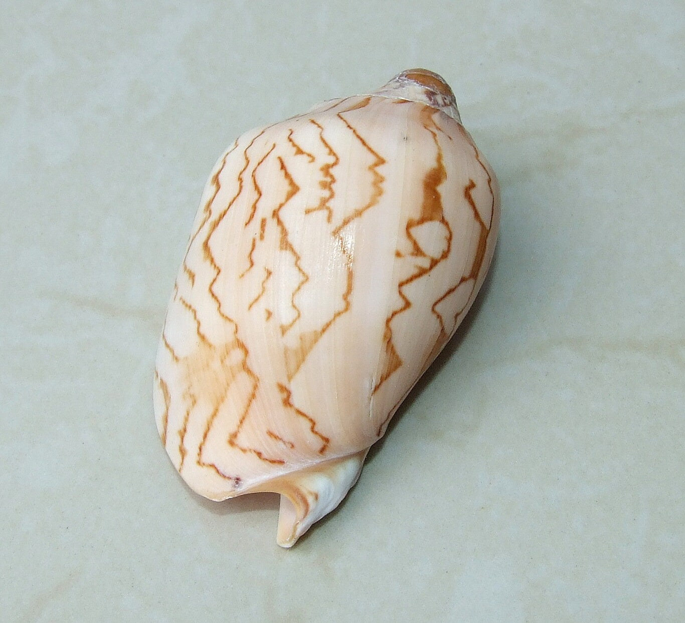 Voluta Nobilis Natural Seashell, Spiral Shell Bead, Display Shell, Jewelry Shell, Conch Shell, Beach Decor, Ocean Shells - 75-80mm - VN1