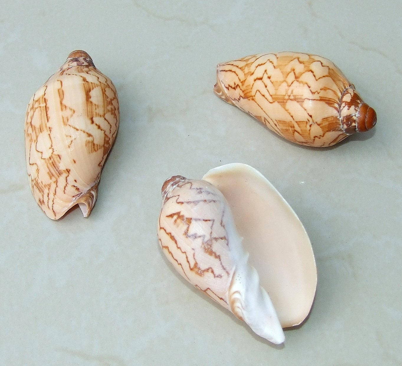 Voluta Nobilis Natural Seashell, Spiral Shell Bead, Display Shell, Jewelry Shell, Conch Shell, Beach Decor, Ocean Shells - 75-80mm - VN1