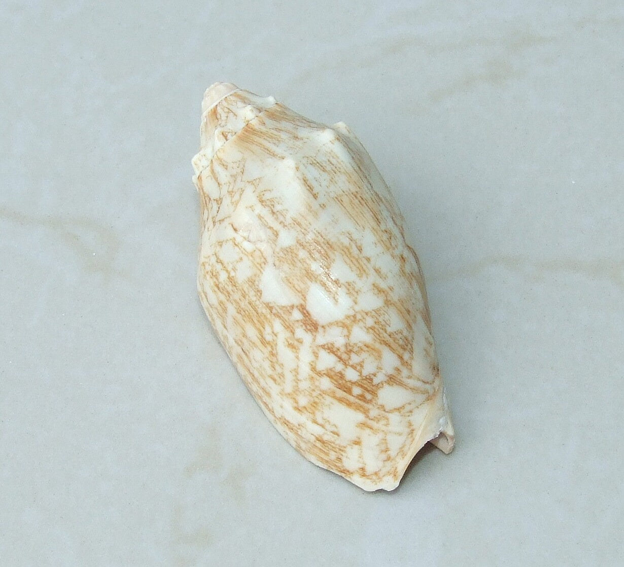 Large Natural Strombus Conch Sea Shell, Spiral Shell, Seashell, Shell, Beach Decor, Ocean Shell - 60-65mm, 2 Shells - 126-08