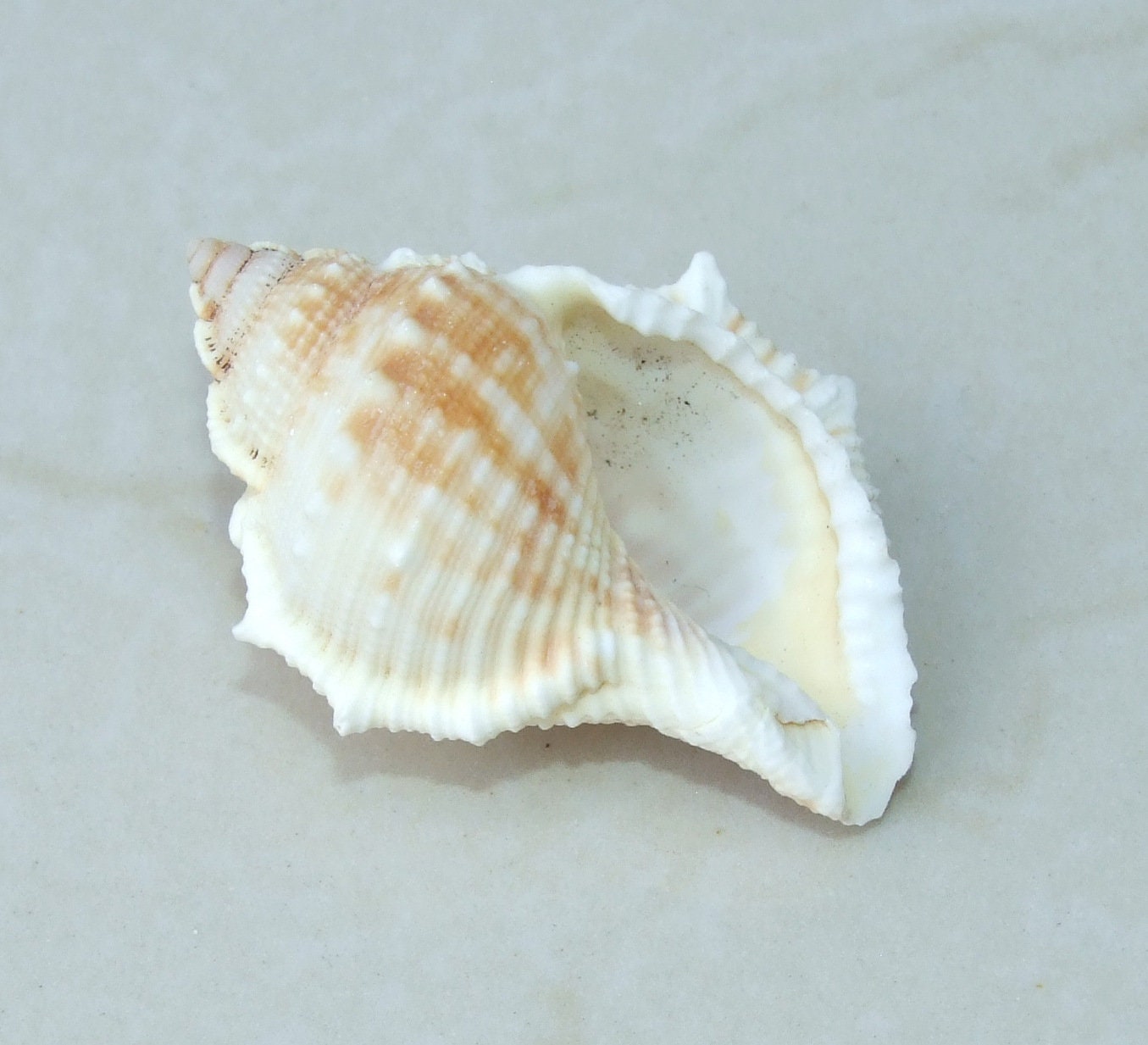 Large Natural Strombus Conch Sea Shell, Spiral Shell, Seashell, Shell, Beach Decor, Ocean Shell - 55-60mm, 4 Shells - 126-03