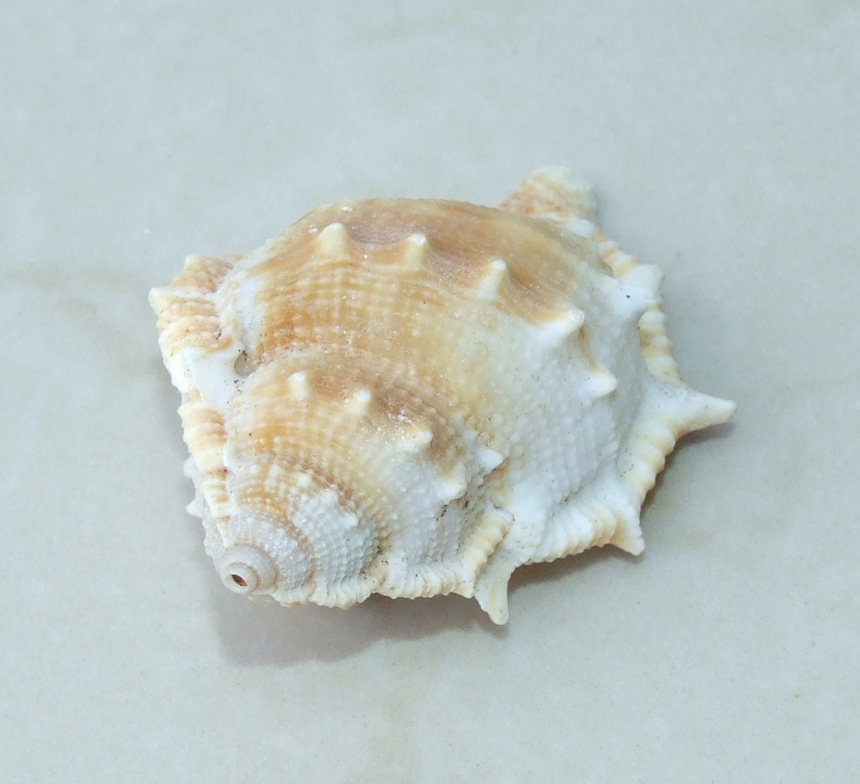 Large Natural Strombus Conch Sea Shell, Spiral Shell, Seashell, Shell, Beach Decor, Ocean Shell - 55-60mm, 4 Shells - 126-03