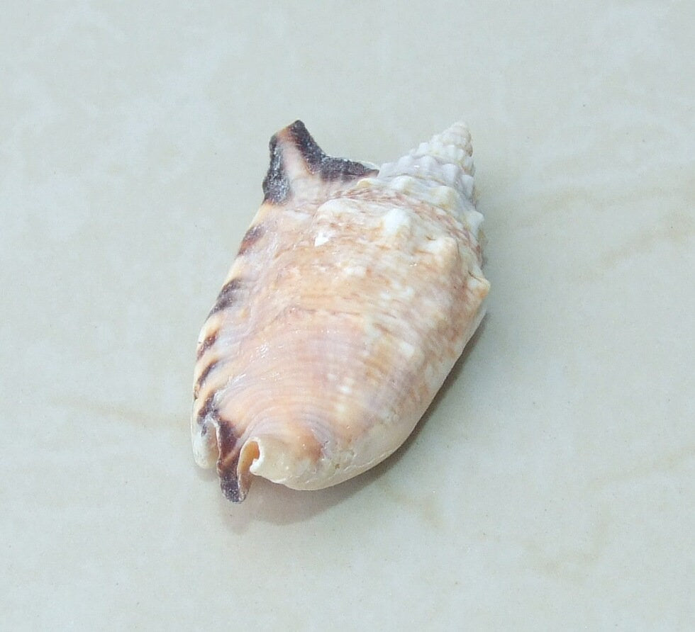 Large Natural Strombus Conch Sea Shell, Spiral Shell, Seashell, Shell, Beach Decor, Ocean Shell - 50-60mm, 2 Shells - 126-09