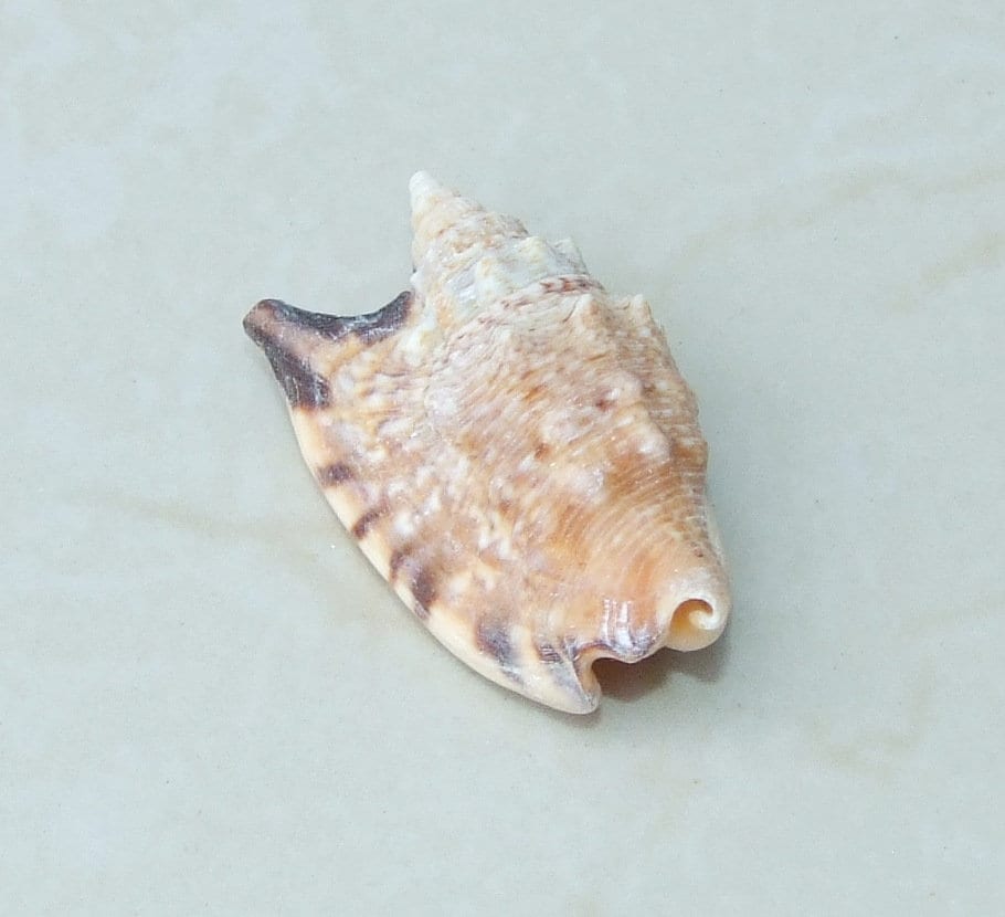 Large Natural Strombus Conch Sea Shell, Spiral Shell, Seashell, Shell, Beach Decor, Ocean Shell - 50-60mm, 2 Shells - 126-09