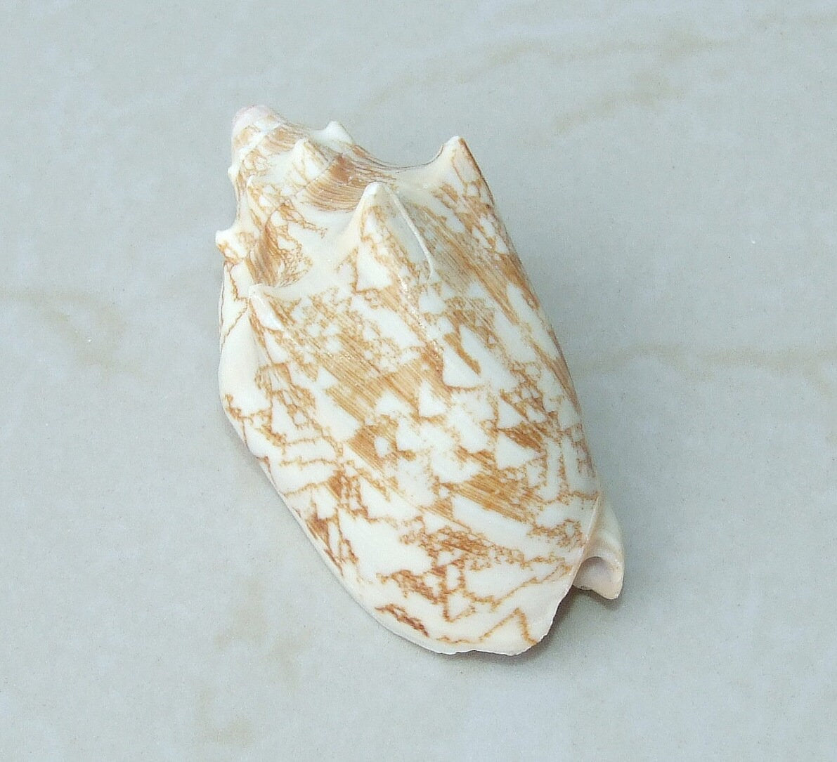 Large Natural Strombus Conch Sea Shell, Spiral Shell, Seashell, Shell, Beach Decor, Ocean Shell - 60-65mm, 2 Shells - 126-08