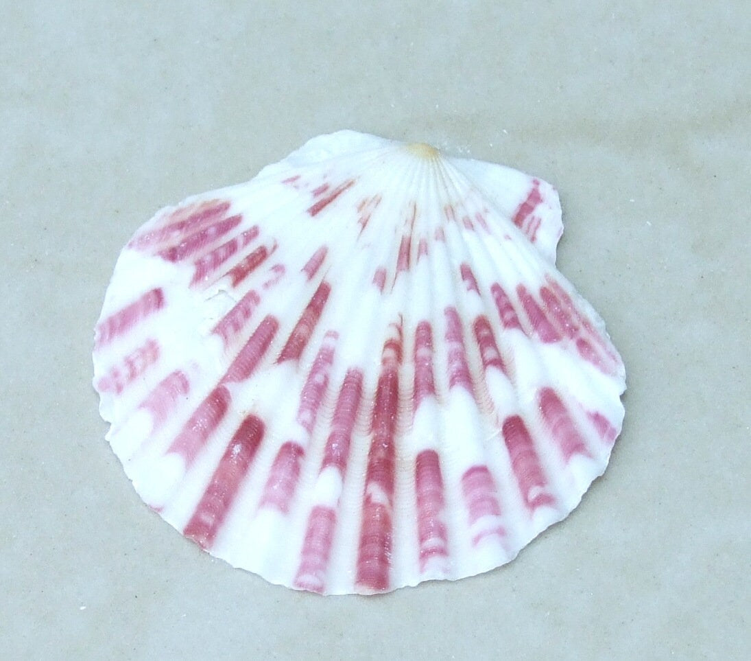 Shells for crafts - 24 Atlantic Ocean Gray scallop shells various sizes 2  +