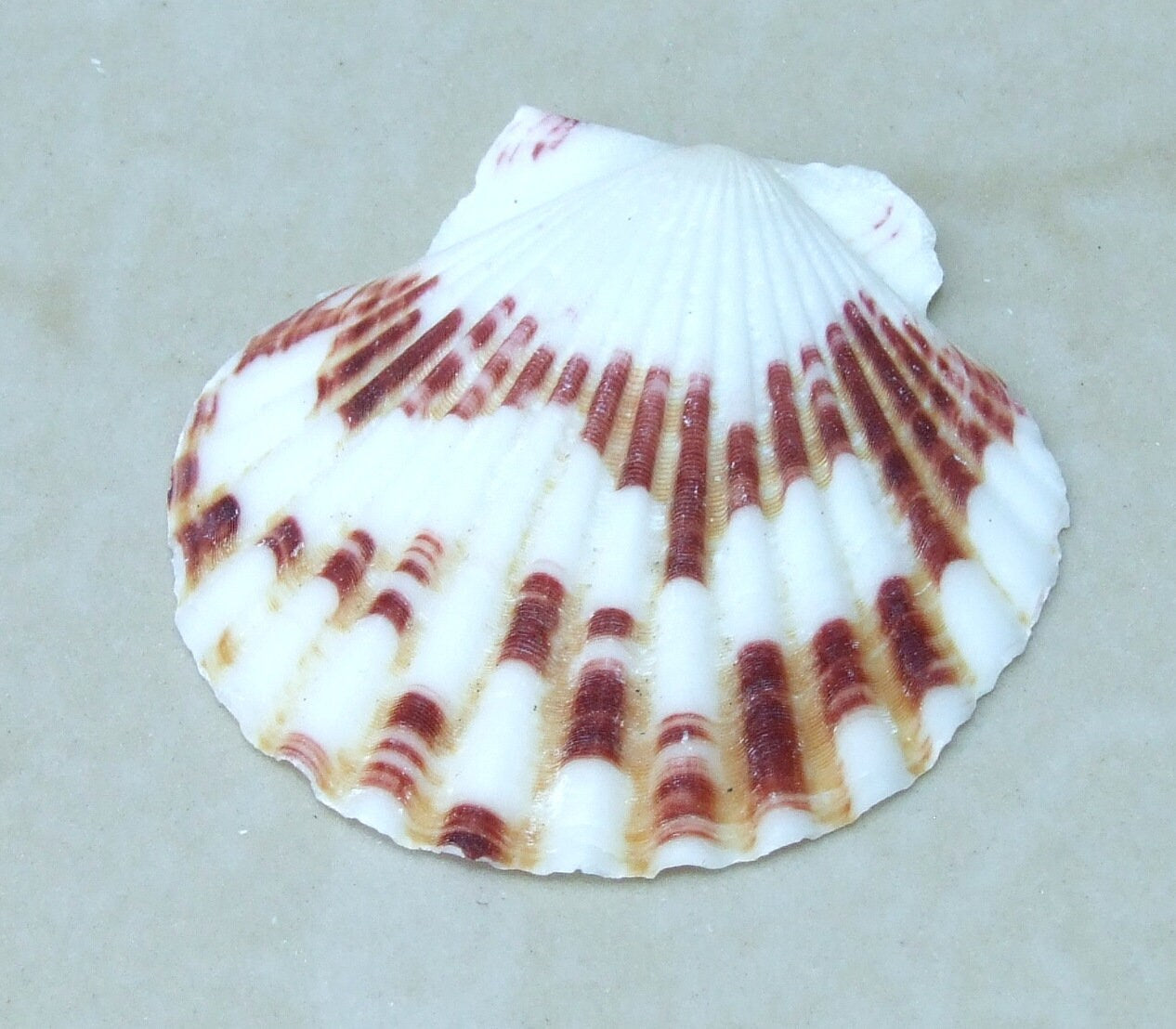 10 Natural Scallop Shell, Undrilled Seashells, Natural Seashells, Craft Shells, Pecten Shells, Beach Decor, 40mm - 55mm, 10 Shells, 8-53