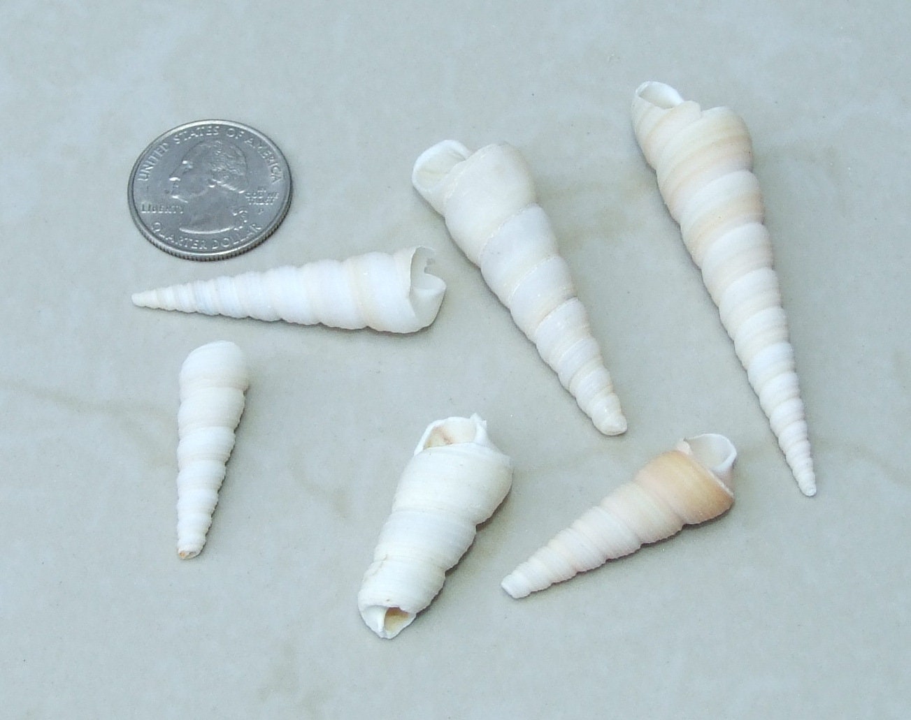 Lot of 6 Small Spiral Pointed Cone Shells 1 to 1-1/2 length