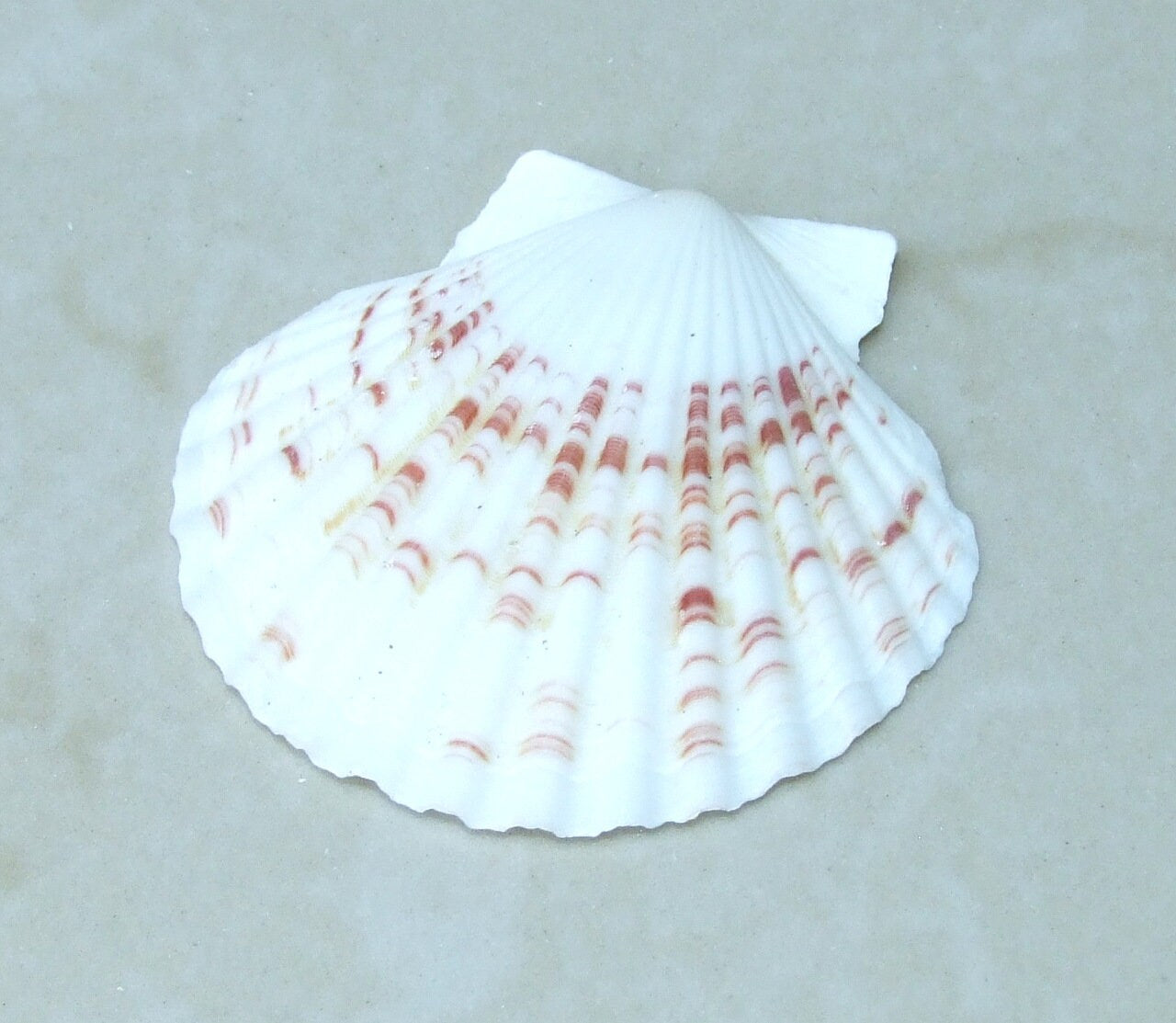 natural seashell white scallop shell used