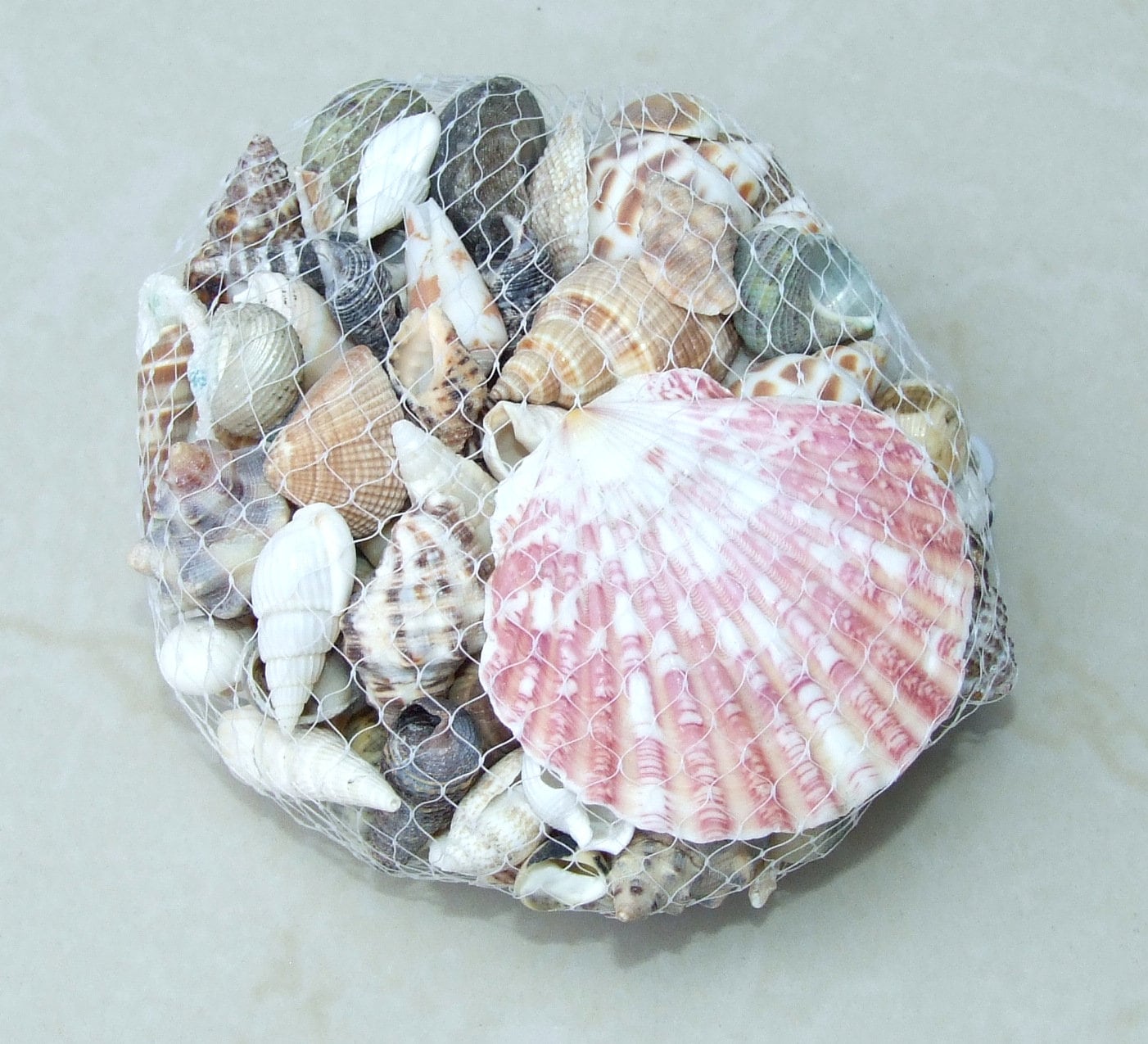 Net Full of Shells, Mixed Natural Seashells, Spiral Shells, Clam Shells, Scallop Shells, Undrilled Craft Shells, 80-100 Shells, 15-40+mm 015
