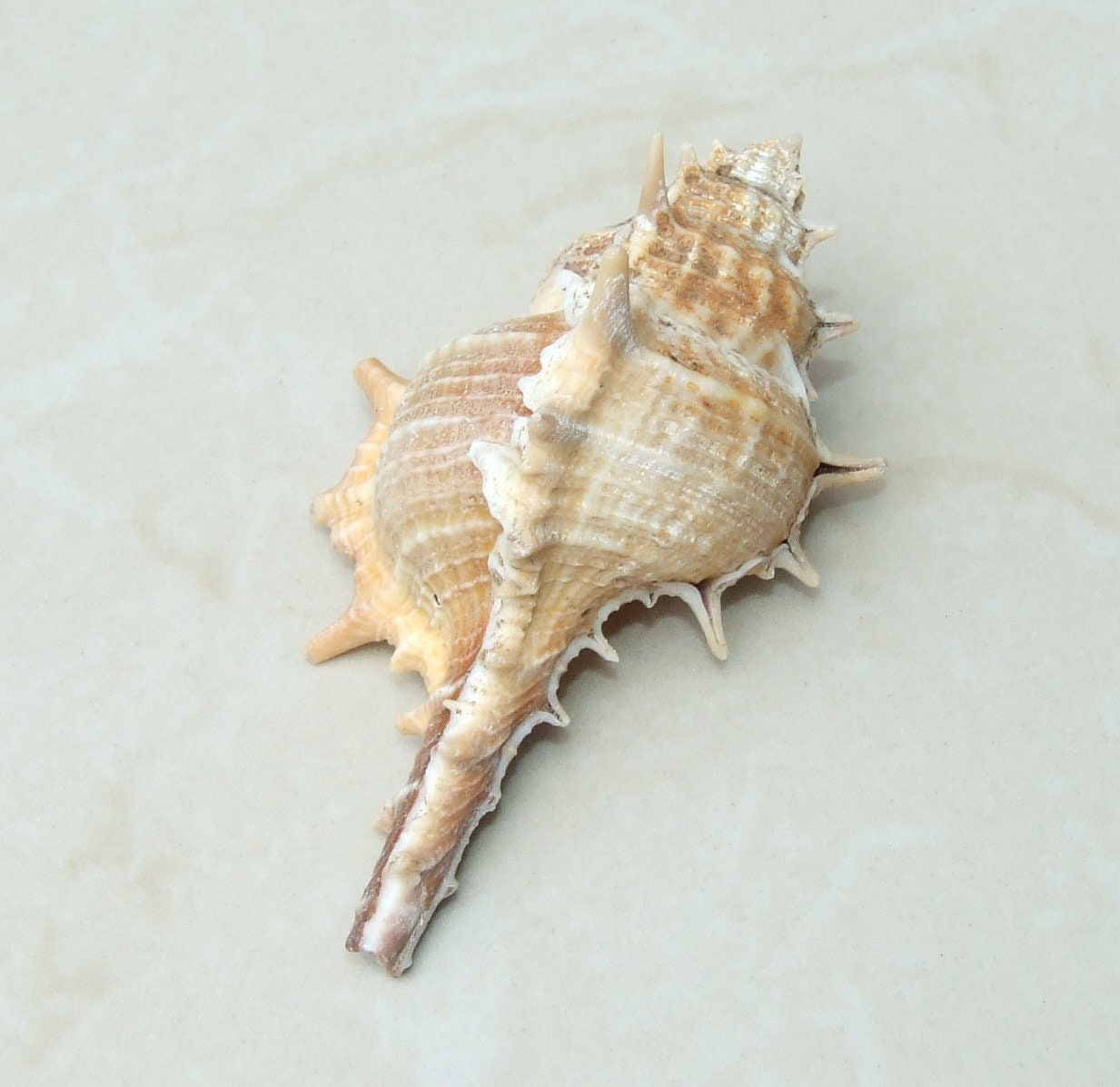 Natural Murex Turnispina Seashell, Spiral Shell Bead, Display Shell, Craft Shell, Jewelry Shell, Conch Shell, Beach Decor, Drilled, 40-70mm