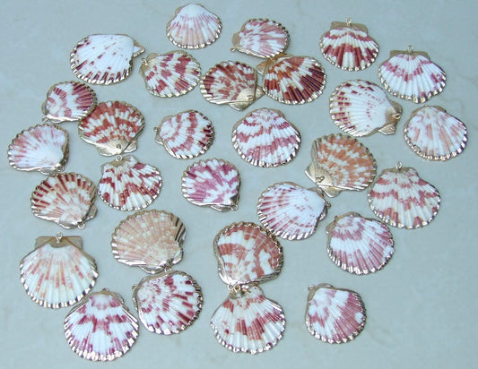 10 Natural Scallop Shell, Undrilled Seashells, Natural Seashells, Craft  Shells, Pecten Shells, Beach Decor, 40mm - 55mm, 10 Shells, 8-53