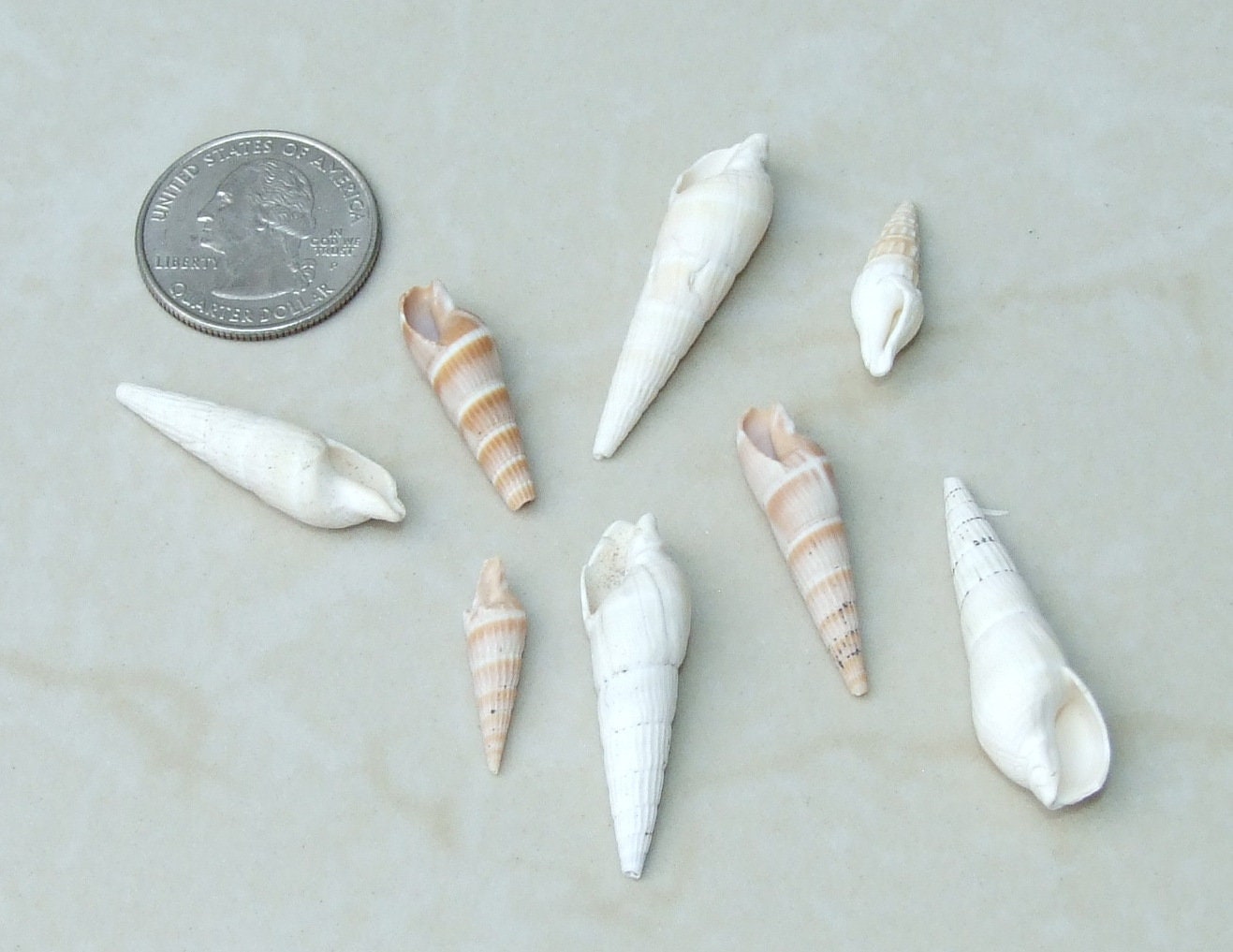 10/20 Turritella Terebra Auger Seashells, Natural Spiral Sea Shell Bead, Pendant, Undrilled, Navajo White, Craft Shell, 40mm / 60mm, 8-79