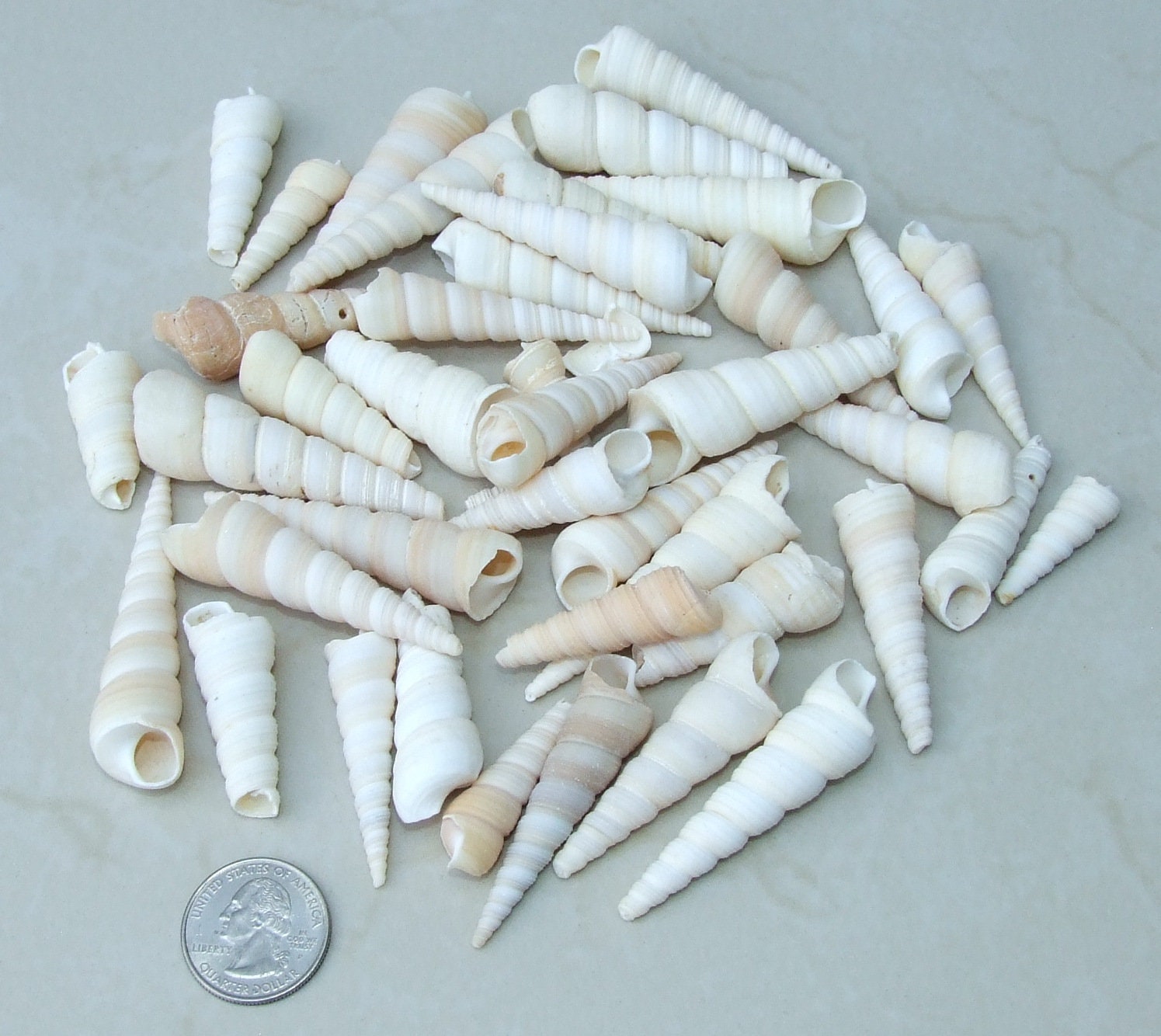 10/20 Turritella Terebra Auger Seashells, Natural Spiral Sea Shell Bead, Pendant, Undrilled, Navajo White, Craft Shell, 40mm / 60mm, 8-79