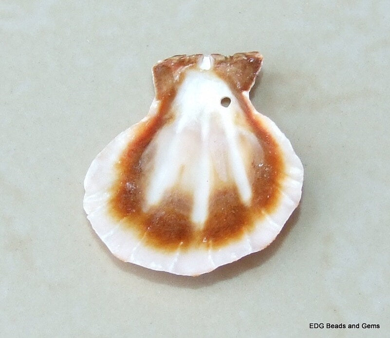 15 Natural Sea Shell, Sea Shell Bead, Seashell Pendant, Natural Seashells, Scallop Shell, Craft Shells, Pecten Shells, 35mm - 45mm, S108